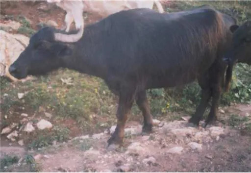 Figura 5. Esemplare di un bufalo dell’Anatolia (Anatolian water buffalo) 