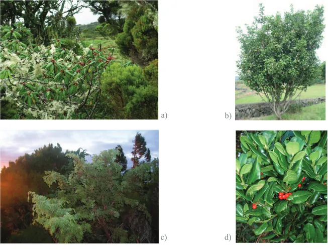 Figure 1.8 – a) Frangula azorica tree with nearly ripen red fruits; b) Prunus azorica tree; c) Juniperus 