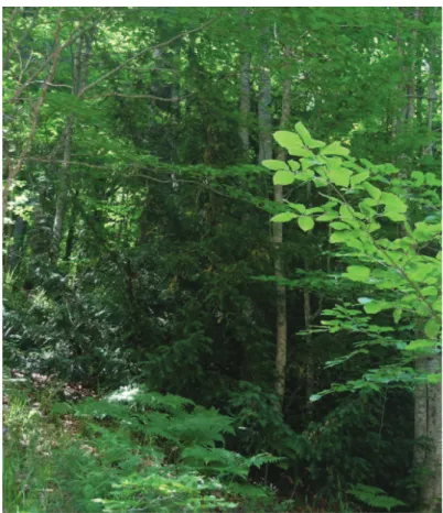 Figure  1.11  - The  dark  glossy  green  tree  is  a  T.baccata  individual  growing  under  the  shade  of  a Fagus 