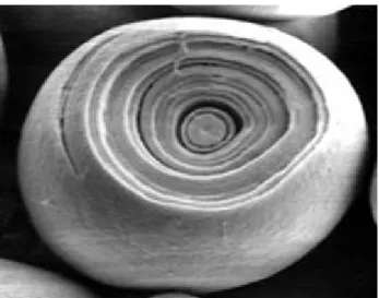Figura 1.6. Immagine al microscopio elettronico a scansione (SEM) della struttura ad anelli 