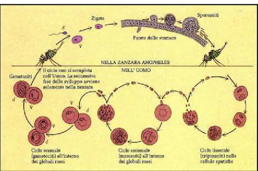 Figura 2. Particolare del ciclo biologico dei plasmodi nell’Anopheles e nell’uomo.