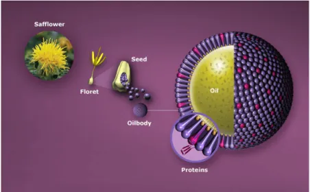 Figure 2. The oleosin-fusion technology.  