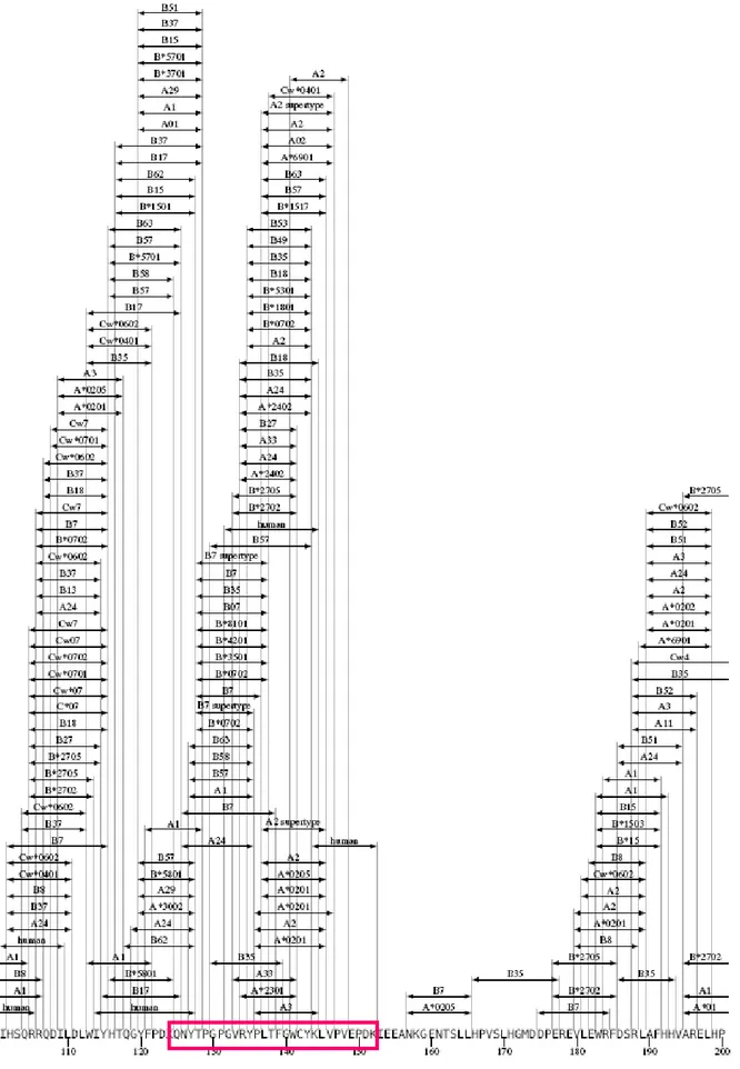 Figure 3. Nef CTL epitope  map of the region  including  the Nef125 polypeptide (pink box) selected to be  expressed as oleosin fusion