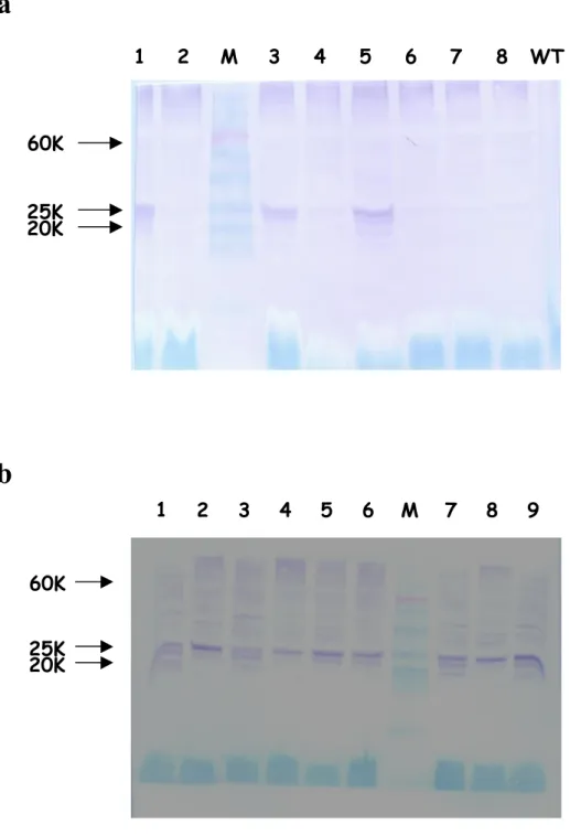 Figure 5. Analysis of the 35S-driven expression of chimeric oleosin in a representative group of A