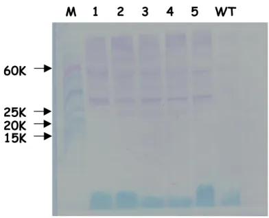 Figure  6.  Analysis  of  the  G.  max  oleosin  promoter-driven  expression  of  chimeric  oleosin  in  a 