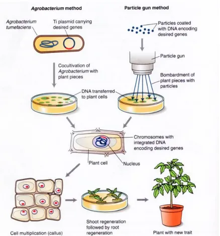 Figura  4.  Generazione  di  piante  transgeniche  mediante  trasformazione  nucleare  con  il  metodo  dell’agrobatterio o con il metodo biolistico
