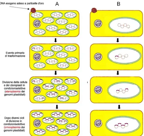 Figura  7. Traformazione  dei cloroplasti ed ottenimento dell’omoplasmia nelle piante superiori (A) e  in C