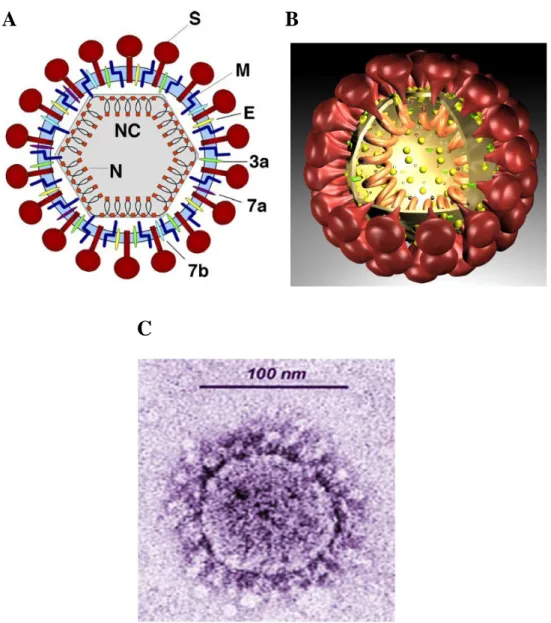 Figura 14. Una rappresentazione schematica (A), una tridimensionale (B), ed una foto al microscopio  elettronico del virus SARS-CoV