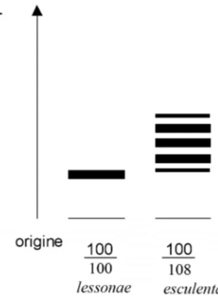 Fig. 3.1  Pattern elettroforetici (zimogrammi) e genotipi osservati ai loci: Ldh-1 