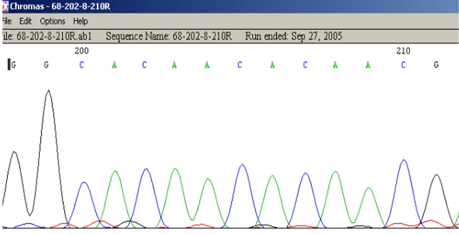 Fig 3.3  Controllo delle sequenze con il software CHROMAS 2.01   (McCarthy-Technelysium Pty