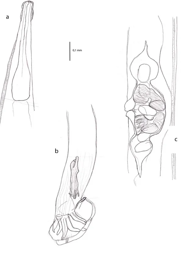 Fig. 4.3  Oswaldocruzia filiformis  a: estremità cefalica; b: estremità caudale maschio; c: particolare dell’apertura  vulvare (disegni originali) 