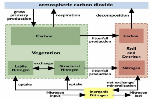 Figure 2.4. Driven from monthly climatology, TEM simulates the terrestrial carbon cycle