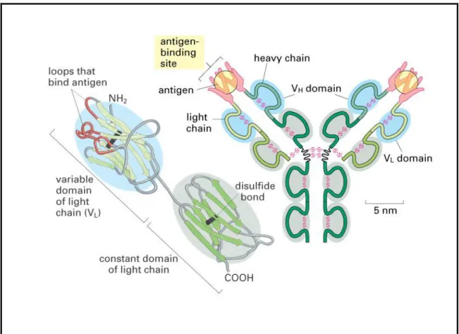Figura  5.  Rappresentazione  schematica  dei  domini  proteici  costitutivi  di  una  immunoglobulina