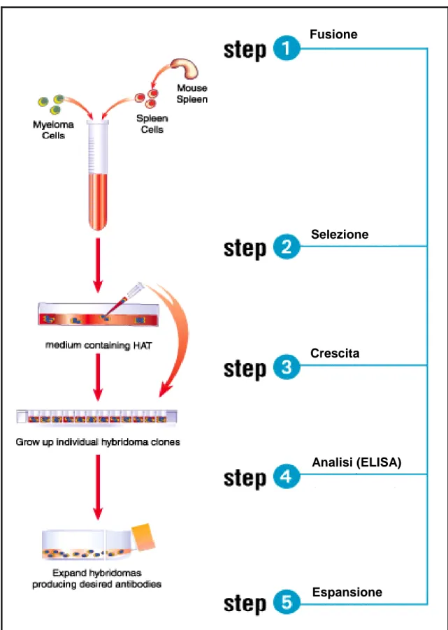 Figura 6. Schema riassuntivo dell‟isolamento degli anticorpi monoclonali da ibridoma. 