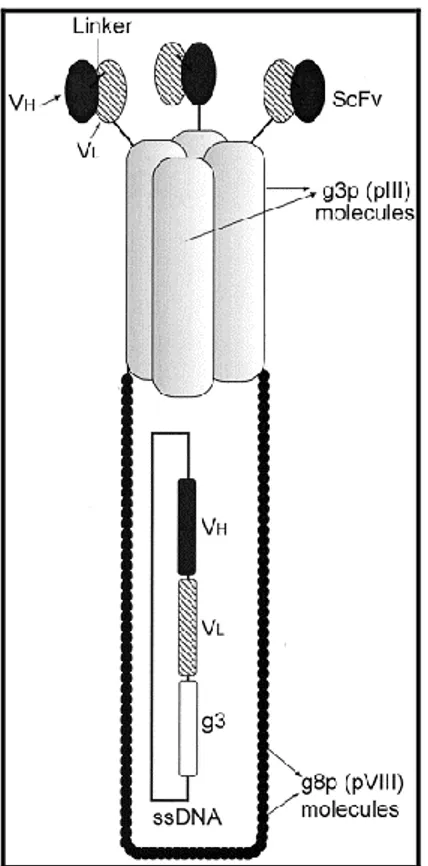 Figura  9.  Schematizzazione  di  un  Phage  Display. 