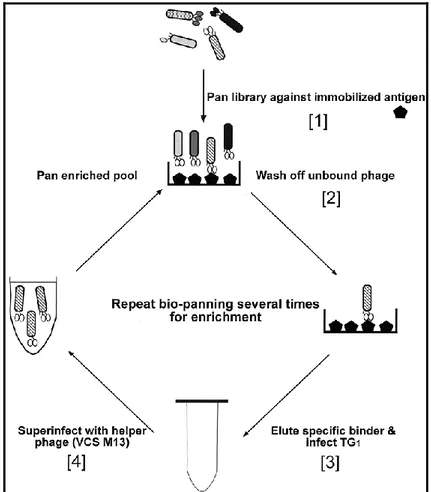 Figura 10. Schema di un ciclo di biopanning. 