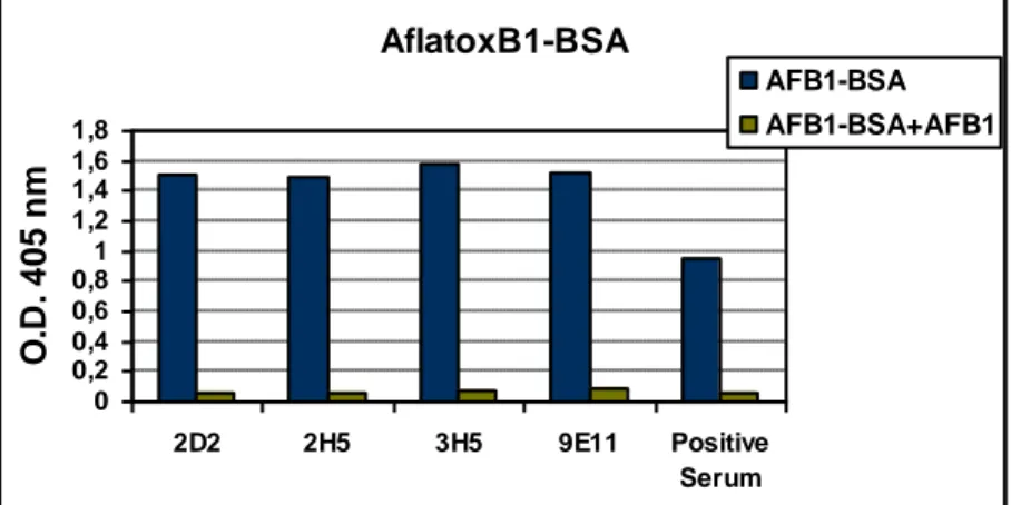 Figura 17. ELISA competitivo effettuato con i terreni di crescita dei 4  cloni  cellulari  sul  coniugato  aflatossina  B1-BSA  con  e  senza  aflatossina  B1  libera  in  soluzione