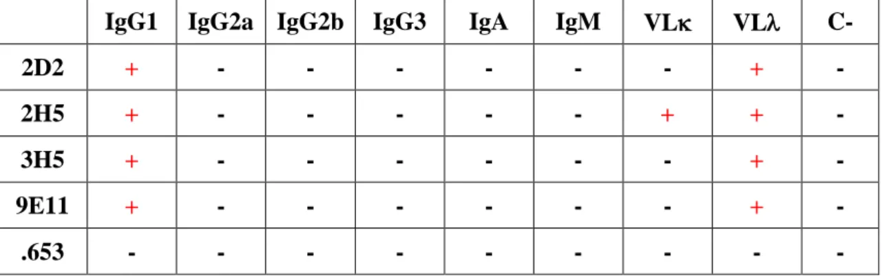 Figura 18. ELISA per la determinazione dei diversi isotipi dei cloni. Il saggio è stato  effettuato  sui  terreni  di  crescita  dei  diversi  cloni  cellulari  (2D2;  2H5;  3H5;  9E11);  .653: terreno di crescita della linea di mieloma (C-)