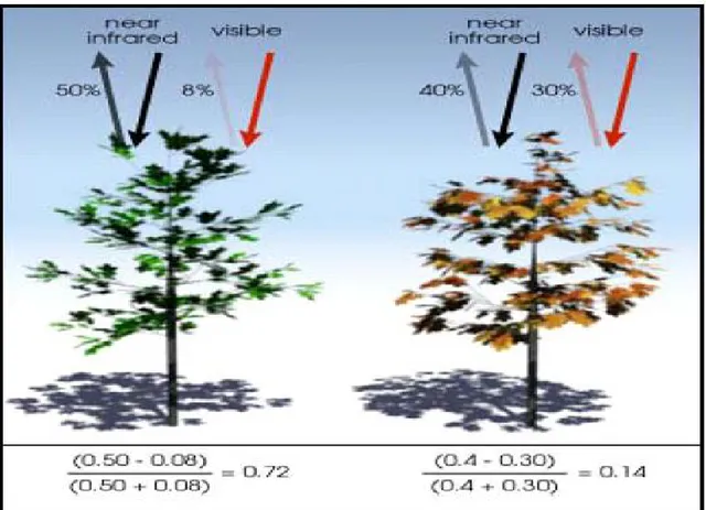 Figura 8: due esempi di calcolo dell’NDVI: a sinistra per una pianta sana a destra per  una pianta stressata
