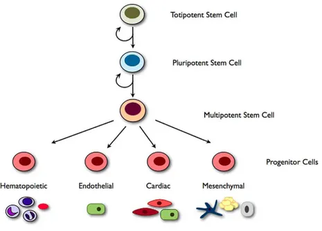 Figure 1 Stem cell hierarchy. Illustration of the stem cell hierarchy. Totipotency refers  to the ability of a stem cell to form all cell types including extra embryonic tissue