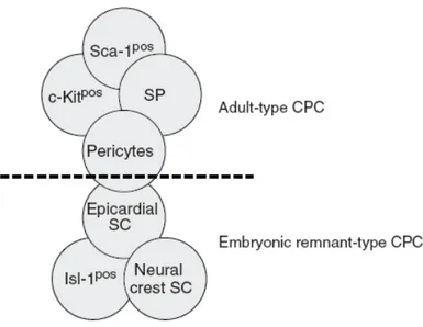 Figure 3 Schematic depiction of the resident cardiac stem cell pool. The majority of Cardiac  Progenitors  Cells  (CPC)  represent  typical  adult  stem  cells  may  originate  from  the  bone  marrow