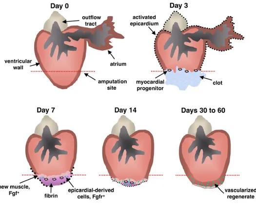 Figure  5.  Model  for  Zebrafish  Heart  Regeneration  Resection  of  the  ventricular  apex  stimulates  rapid  expansion  of  the  entire  epicardium  by  3  dpa  (black  dots),  at  which  time  myocardial  progenitor  cells  first  originate  in  the 