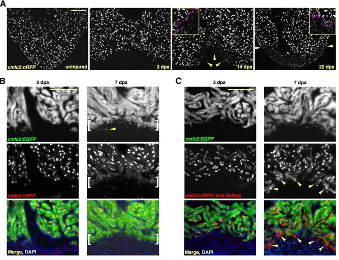 Figure  6.  New  Myocardium  Arises  from  Undifferentiated  Progenitor  Cells.  (A)  Sections  through  uninjured  and  injured  cmlc2:nRFP  ventricles