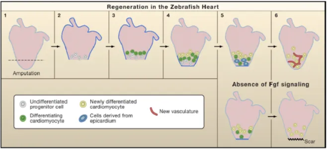 Figure 8 Heart Regeneration in Zebrafish. Following partial surgical removal of the ventricle,  replacement  cells  appear  to  arise  from  undifferentiated  progenitor  cells  that  progressively  differentiate  into  more  mature  cardiomyocytes  (EGFP+