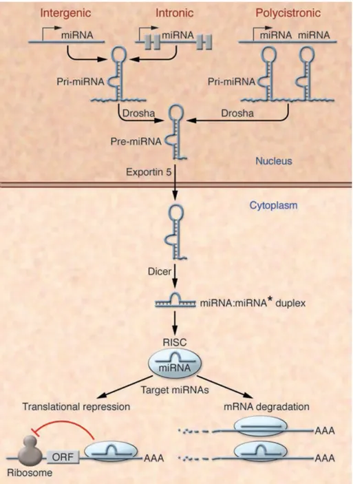 Figure  9  miRNA  biogenesis  and  function.  The  primary  transcripts  of  miRNAs,  called  pri- pri-miRNAs, are transcribed as individual miRNA genes, from introns of protein-coding genes, or  from polycistronic transcripts