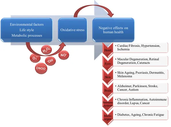 Figure 8.  The main factors and protagonists in the development of oxidative stress, and the possible  negative outcomes to human health