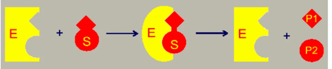 Figura 5a: modello dell’adattamento indotto: enzima e substrato si modificano a vicenda