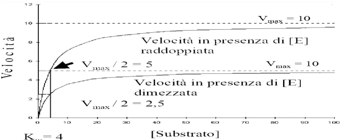 Figura 8: velocità di una reazione enzimatica in funzione di differenti concentrazioni di substrato