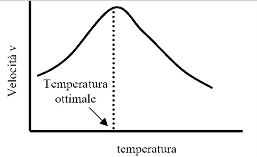 Figura 10: andamento della velocità della reazione enzimatica in funzione della temperatura