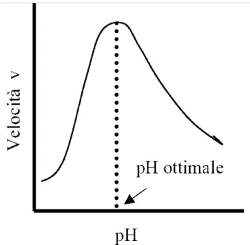 Figura 11: andamento della velocità della reazione enzimatica in funzione del pH. 