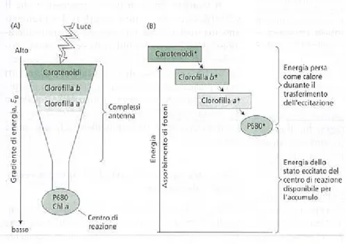 Figura 5: Incanalamento delle eccitazione dai complessi antenna ai centri di reazione 