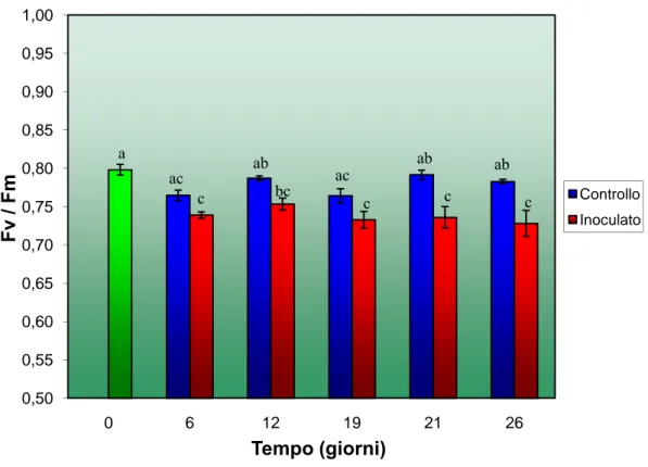 Figura 12: Resa quantica del PSII al buio, espressa come F v /F m , su foglie di piante inoculate su fusto a diversi 
