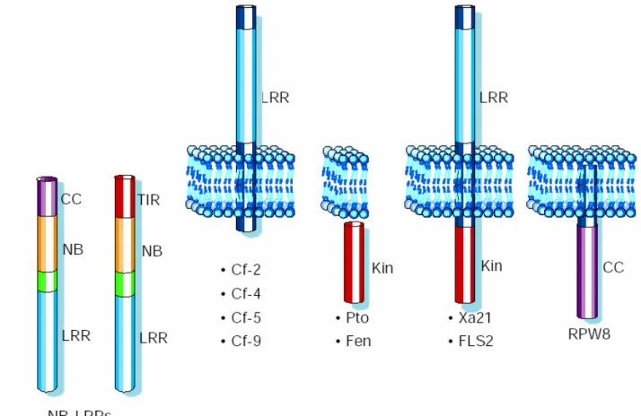 Figura 3  Rappresentazione schematica dei prodotti proteici delle cinque 