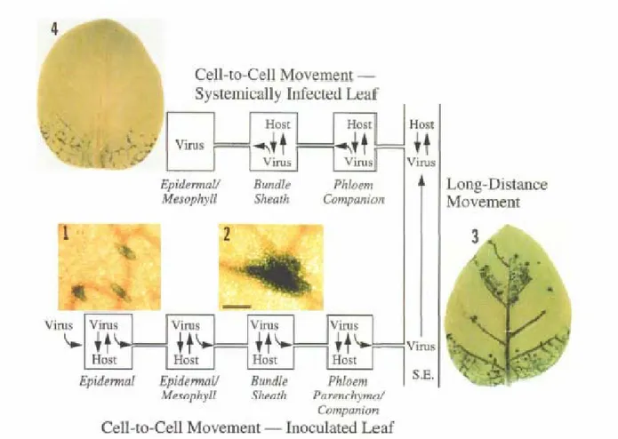 Figura 6 Movimento dei virus cellula-cellulla e a lunga distanza nelle piante.  