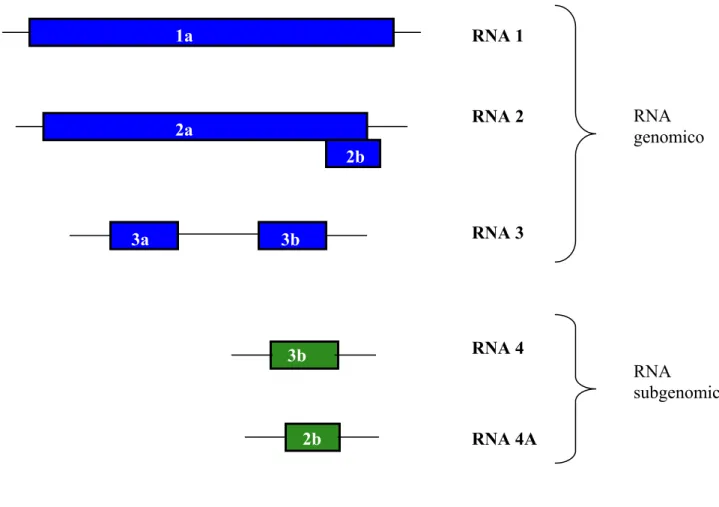 Figura 8 Organizzazione del genoma del CMV costituito da 3 RNA genomici (RNA  1-3) e 2 RNA subgenomici (RNA 4 e 4A)