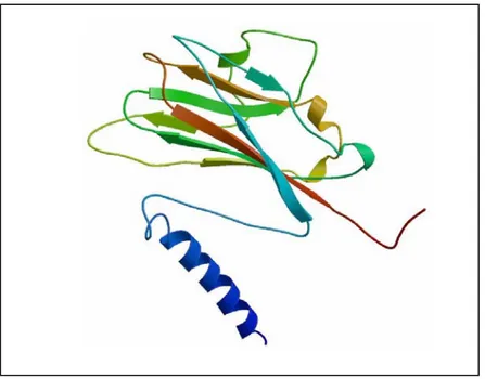 Figura 9 Struttura secondaria di una subunità della proteina di rivestimento del  CMV (Figura ripresa da Smith et al., 2000)