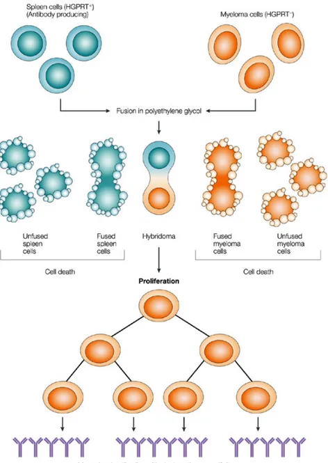 Figura 11 Fusione cellulare e produzione di anticorpi monoclonali.  Rappresentazione schematica della tecnologia dell’ibridoma (Figura ripresa da  Alkan, 2004) 