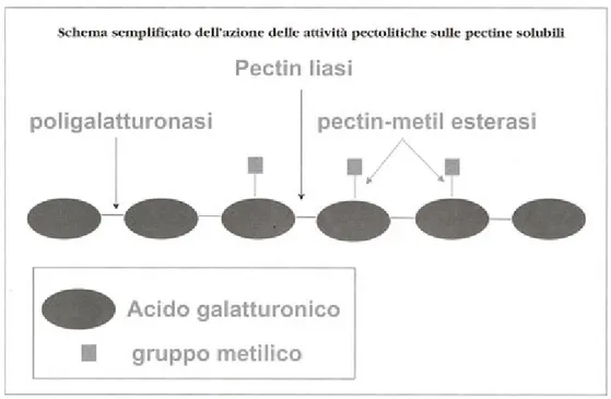 Figura 10. Schema semplificato dell’azione degli enzimi pectolitici. 