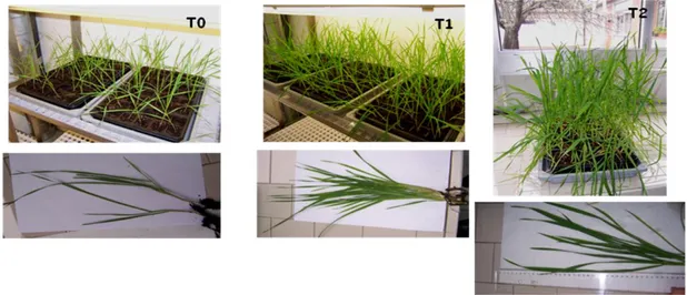 Fig. 3.1 Samples of durum wheat grown at T= 23°C (controls) collected at different time points: 