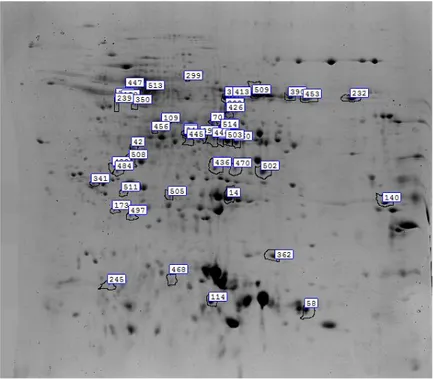 Fig.  4.4.  2-D  PAGE  map  of  metabolic  proteins  in  the  3-10  pH  range:  circles  indicate  the 