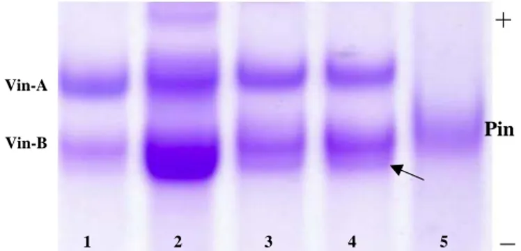 Figura 4.3.  Separazione elettroforetica monodimensionale A-PAGE delle  proteine legate all’amido di  (1 e 3) 