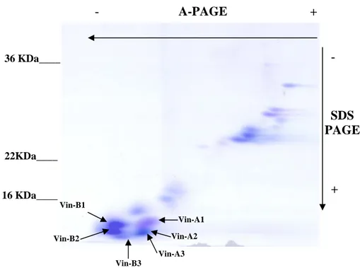 Figura 4.6. Separazione elettroforetica bidimensionale A-PAGE x SDS-PAGE di proteine legate all’amido della 