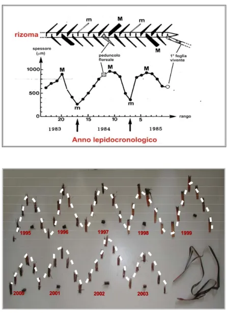 Figura 1. Tecnica lepidocronologica per l’identificazione dei minimi e massimi di spessore delle  scaglie e per la determinazione dei cicli di crescita della pianta 