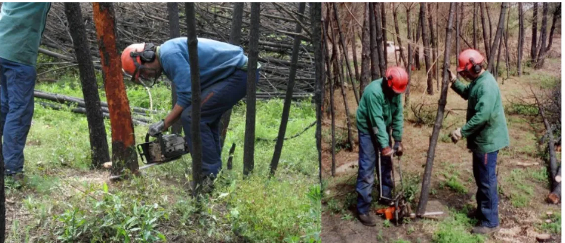 Figure  1:  Directed  felling  operation  by  traditional  chainsaw  (on  the  left)  and  by  chainsaw  with  felling frame (on the right)
