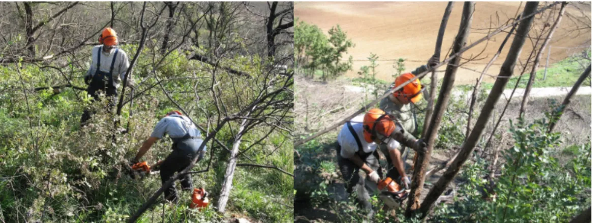 Figure 1: Motor-manual felling operation performed by a two operators crew with a light chainsaw  