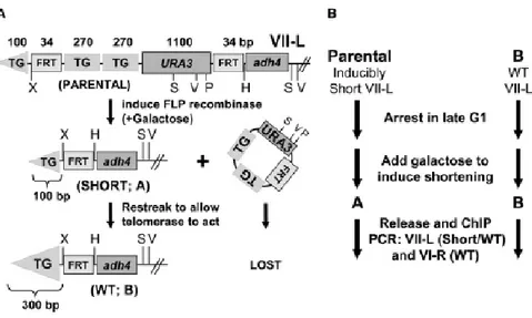 Fig.  10:  Produzione  di  un  singolo  telomero  corto:  A)  Il  telomero  endogeno  VII-L  è  stato  modificato 